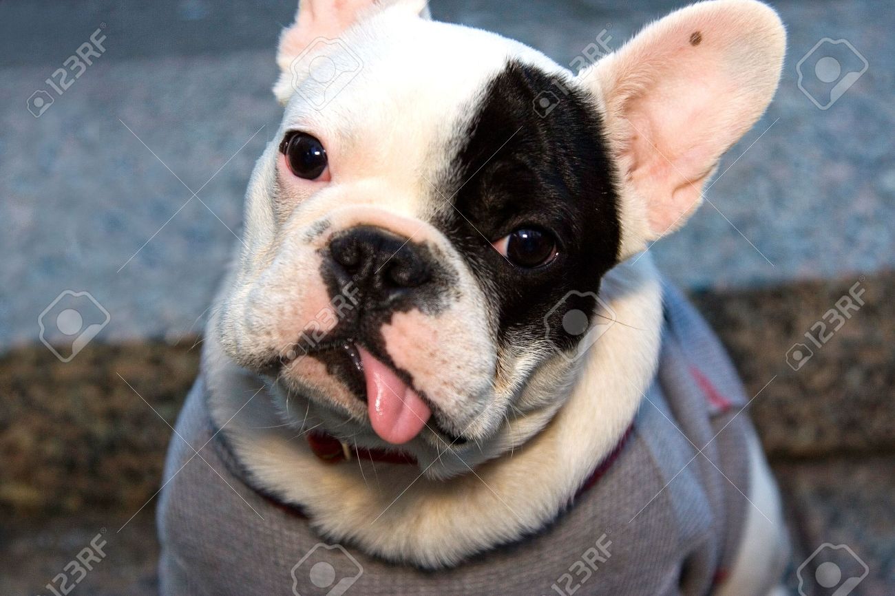 かわいい黒と白と目のフレンチ ブルドッグに座って その頭を傾けると出かける彼の舌を持ちます の写真素材 画像素材 Image