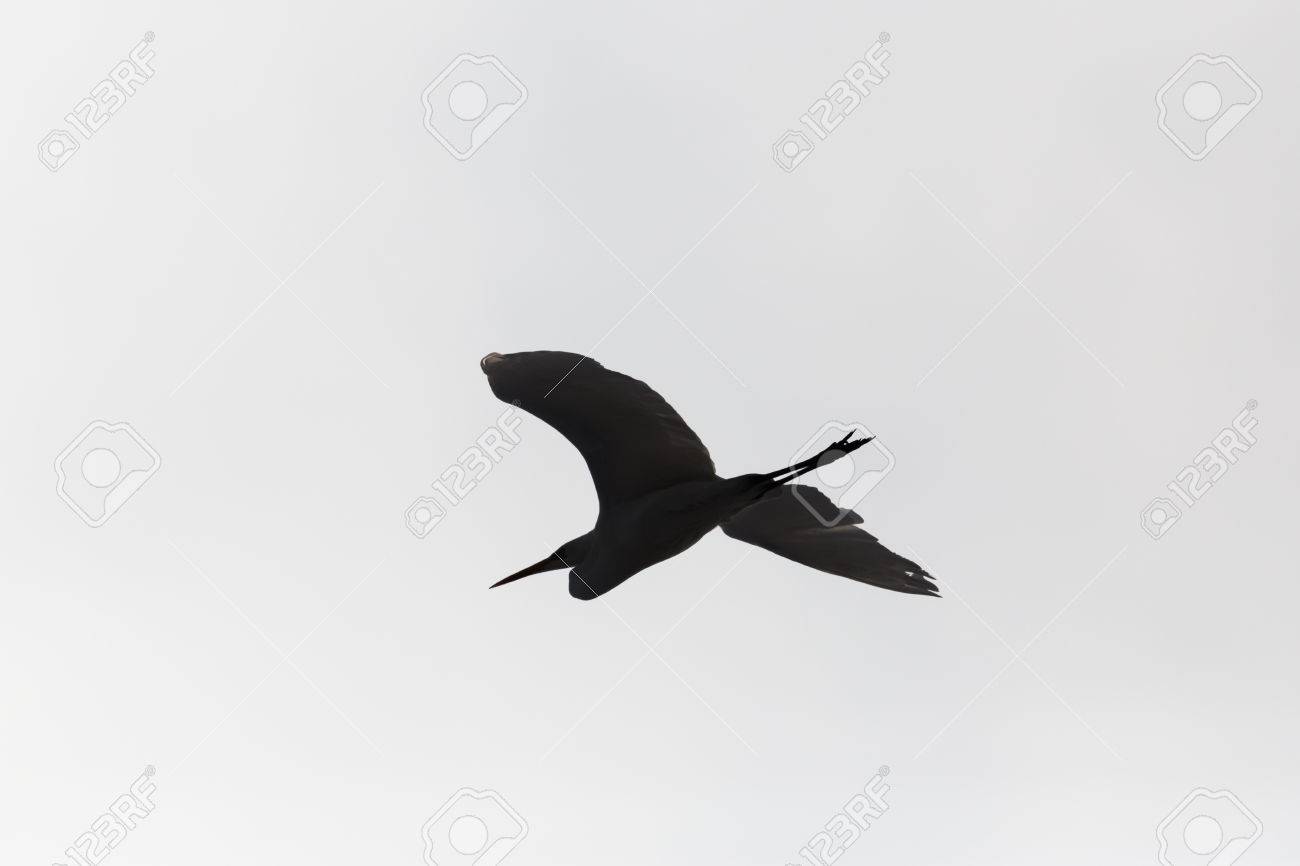silhouette of flying natural great white egret egretta alba