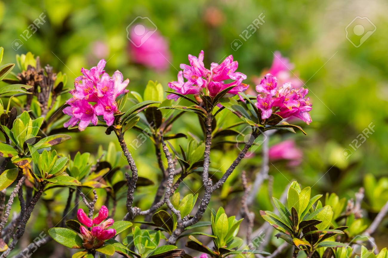 自然アルパイン ローズ アルペンローゼ の花 の写真素材 画像素材 Image
