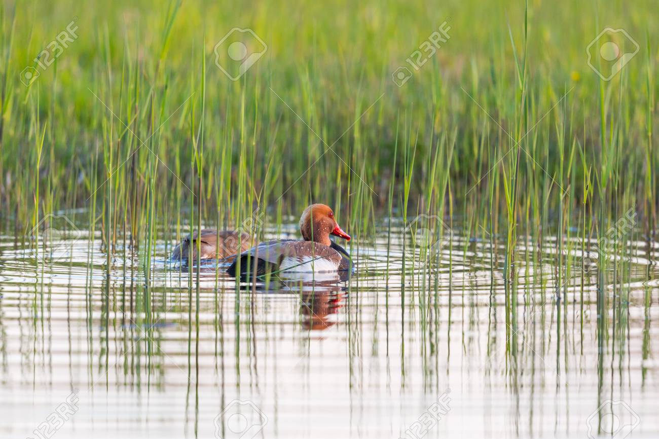 Paire Doiseaux Naturels De Canard à Crête Rouge Netta Rufina Nageant Dans Le Roseau Vert