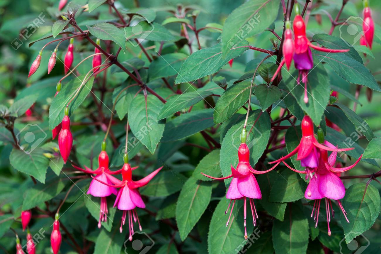美しい赤紫の花 の写真素材 画像素材 Image