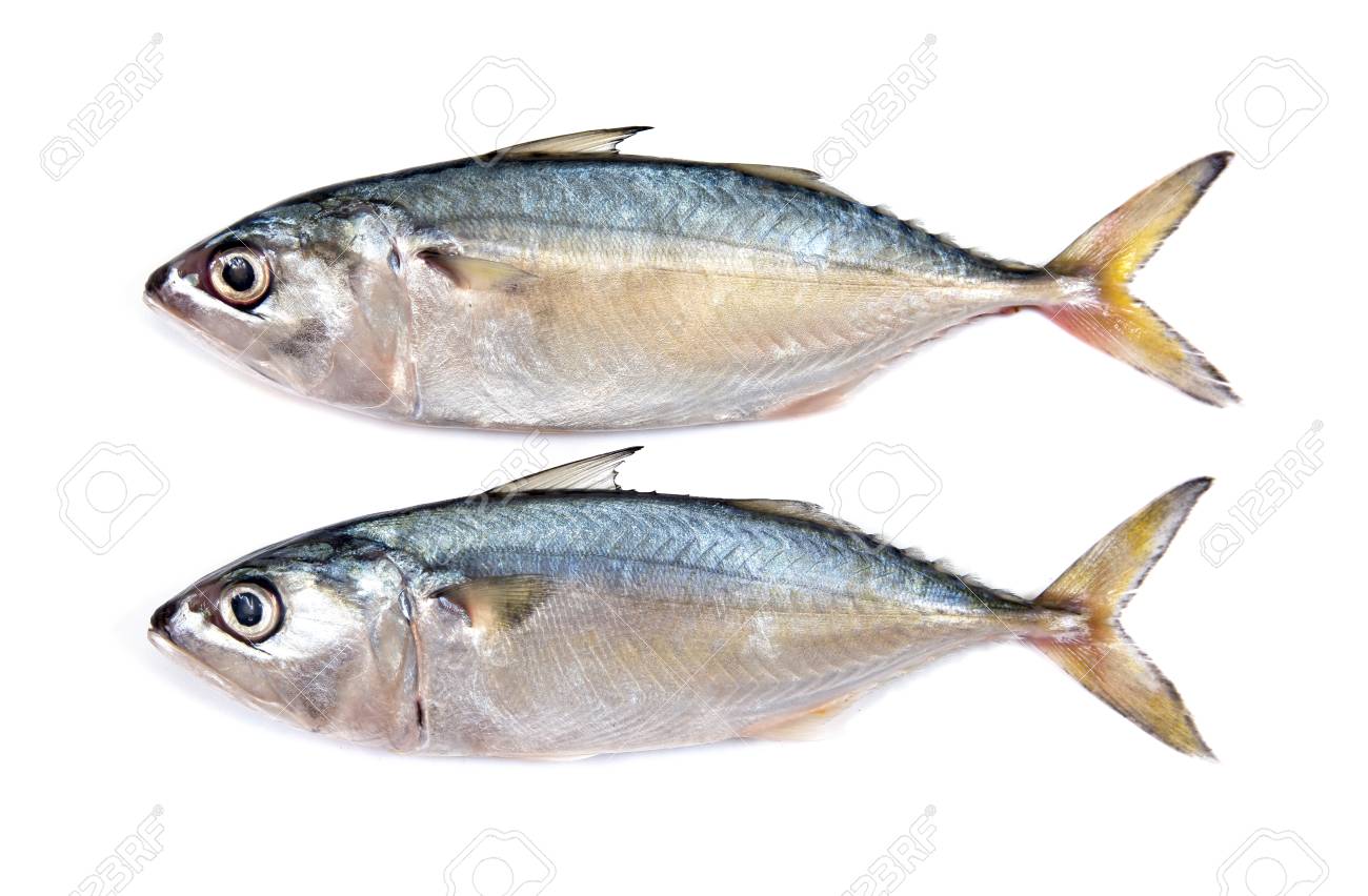 新鮮なサバは 白い背景で隔離 新鮮なサバの魚が分離されました サバ魚が分離されました 隔離鯖 の写真素材 画像素材 Image 新鮮なサバは 白い背景で隔離 新鮮なサバの魚が分離されました サバ魚が分離されました 隔離鯖 の写真素材 画像素材 Image