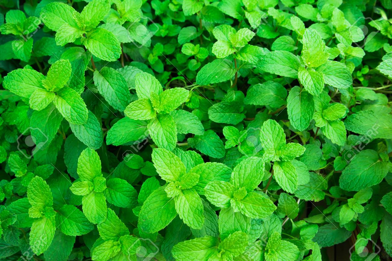 Mint Leaves