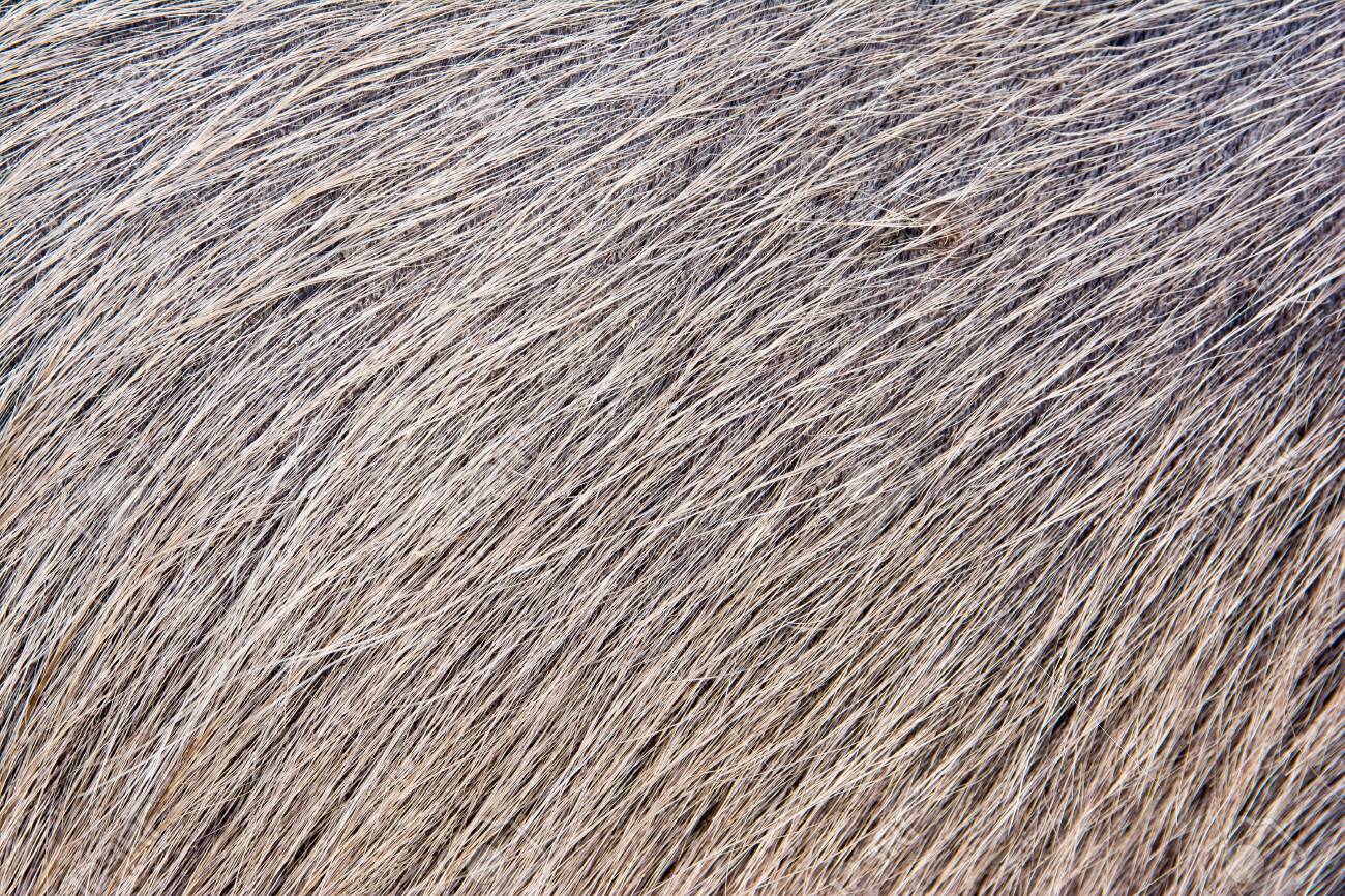 バッファローヘアテクスチャの背景 バッファロースキンテクスチャ バッファローファーの背景 の写真素材 画像素材 Image