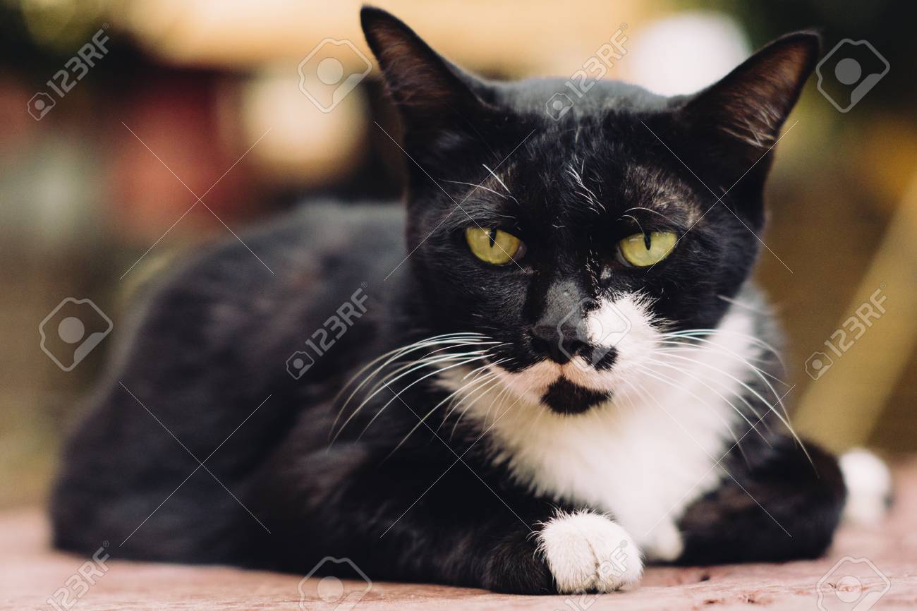 etiam-dictum-ipsum-a-felis