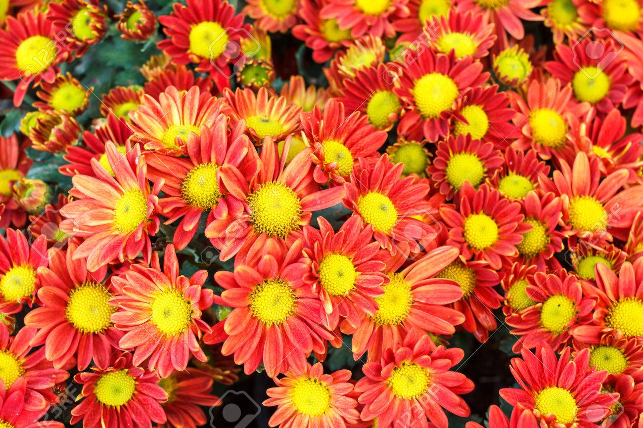 オレンジは 真ん中の黄色い細長い花びらを持つ花します の写真素材 画像素材 Image