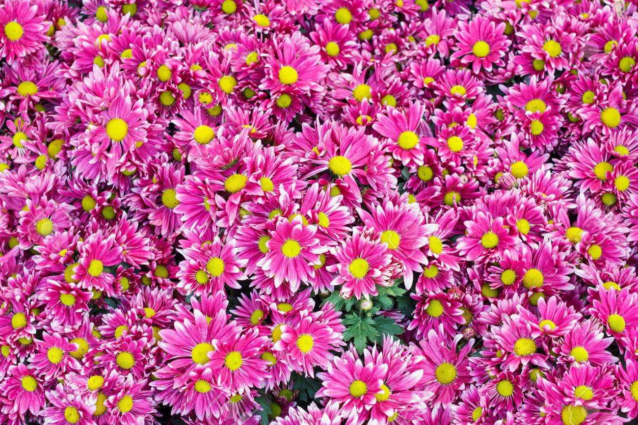 真ん中の黄色い細長い花びらを持つ花をピンクします の写真素材 画像素材 Image