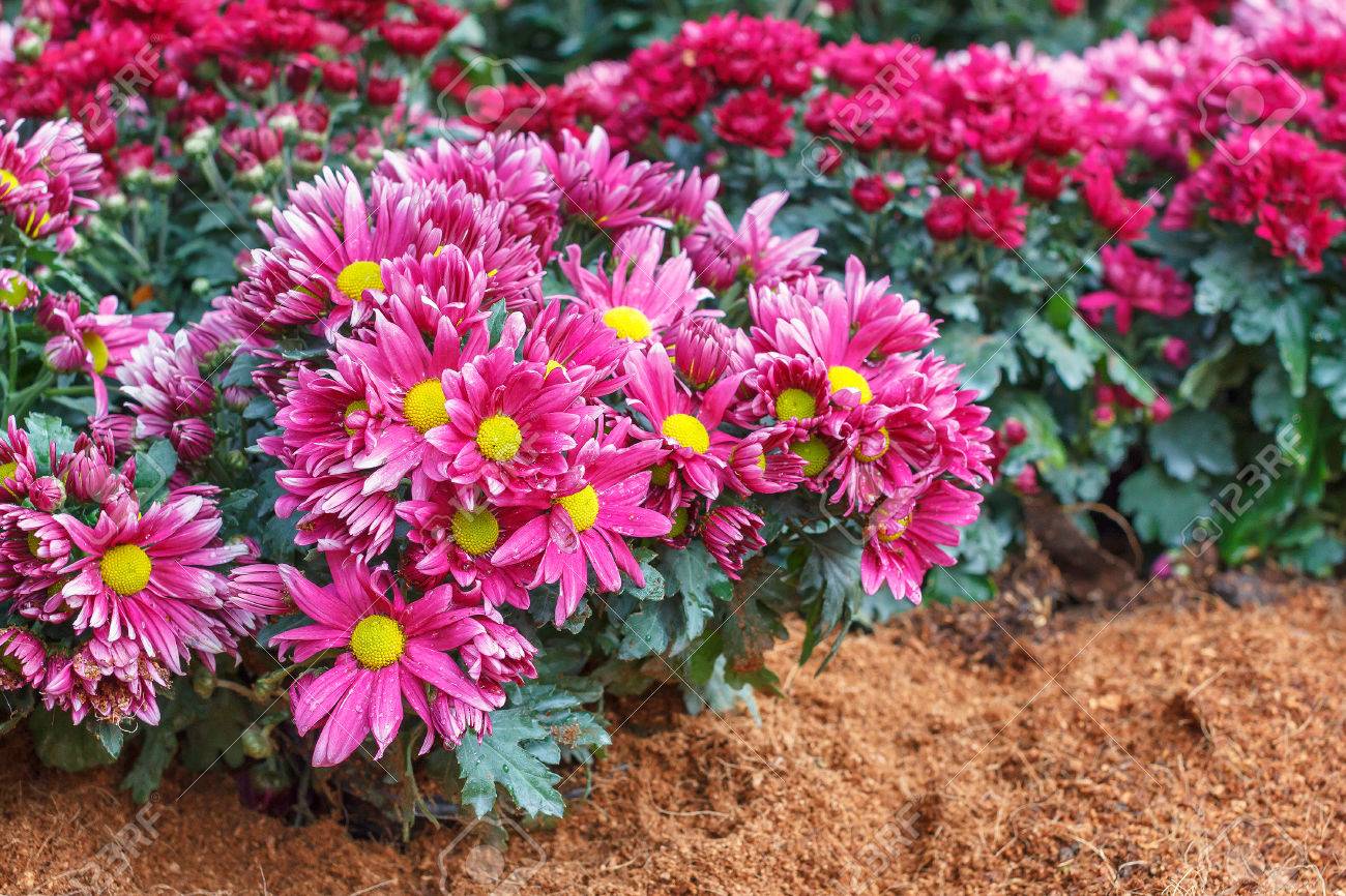 真ん中の黄色い細長い花びらを持つ花をピンク の写真素材 画像素材 Image