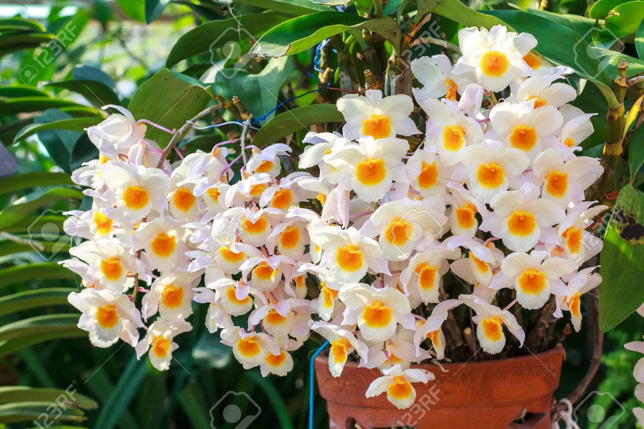 primer del phalaenopsis amarillo blanco de la orquídea ramo de