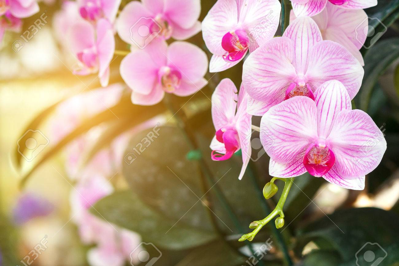 Beautiful Orchid Flower In The Garden 