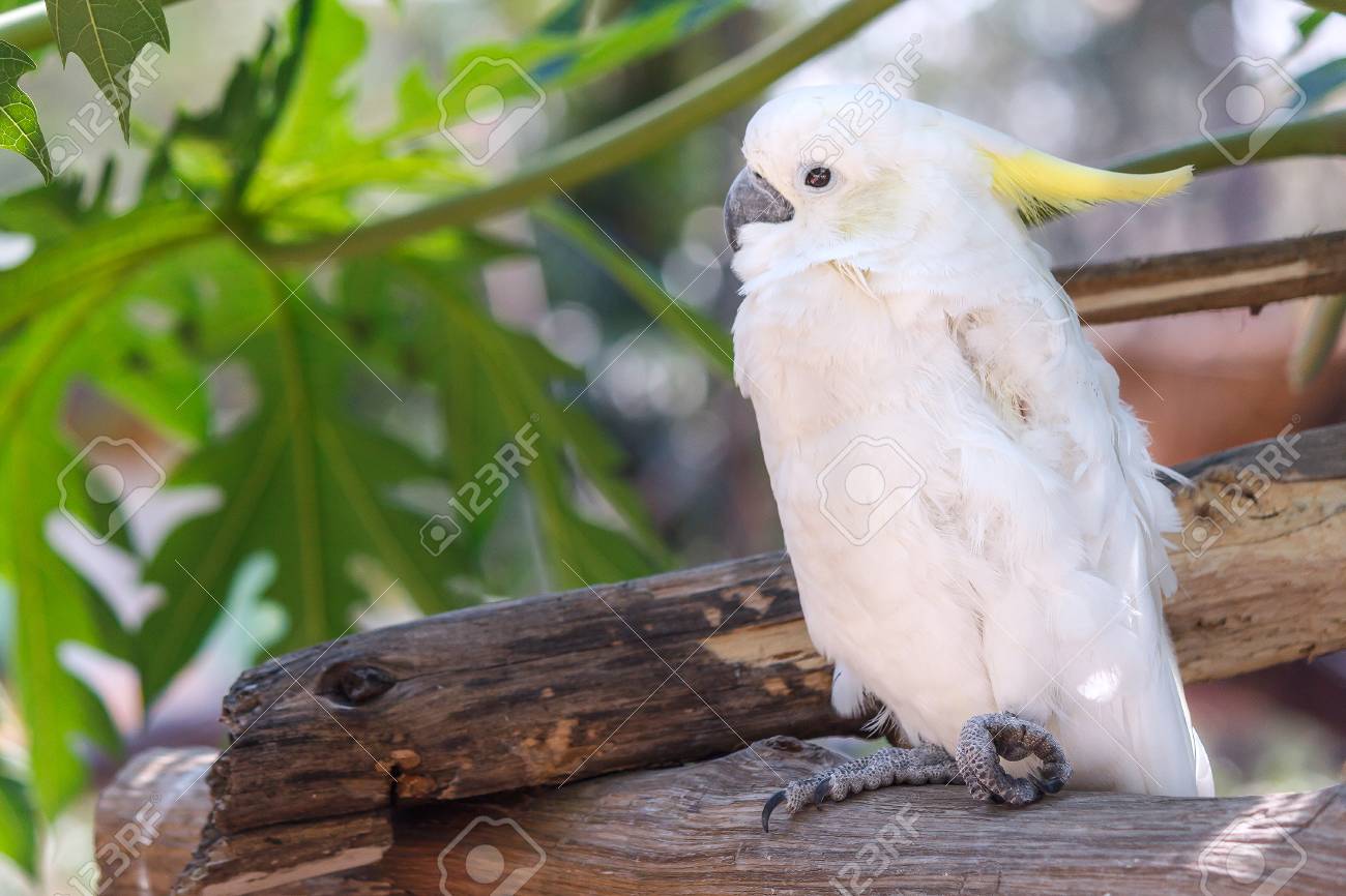 white cockatoo on a tree branch with green leaf background portrait