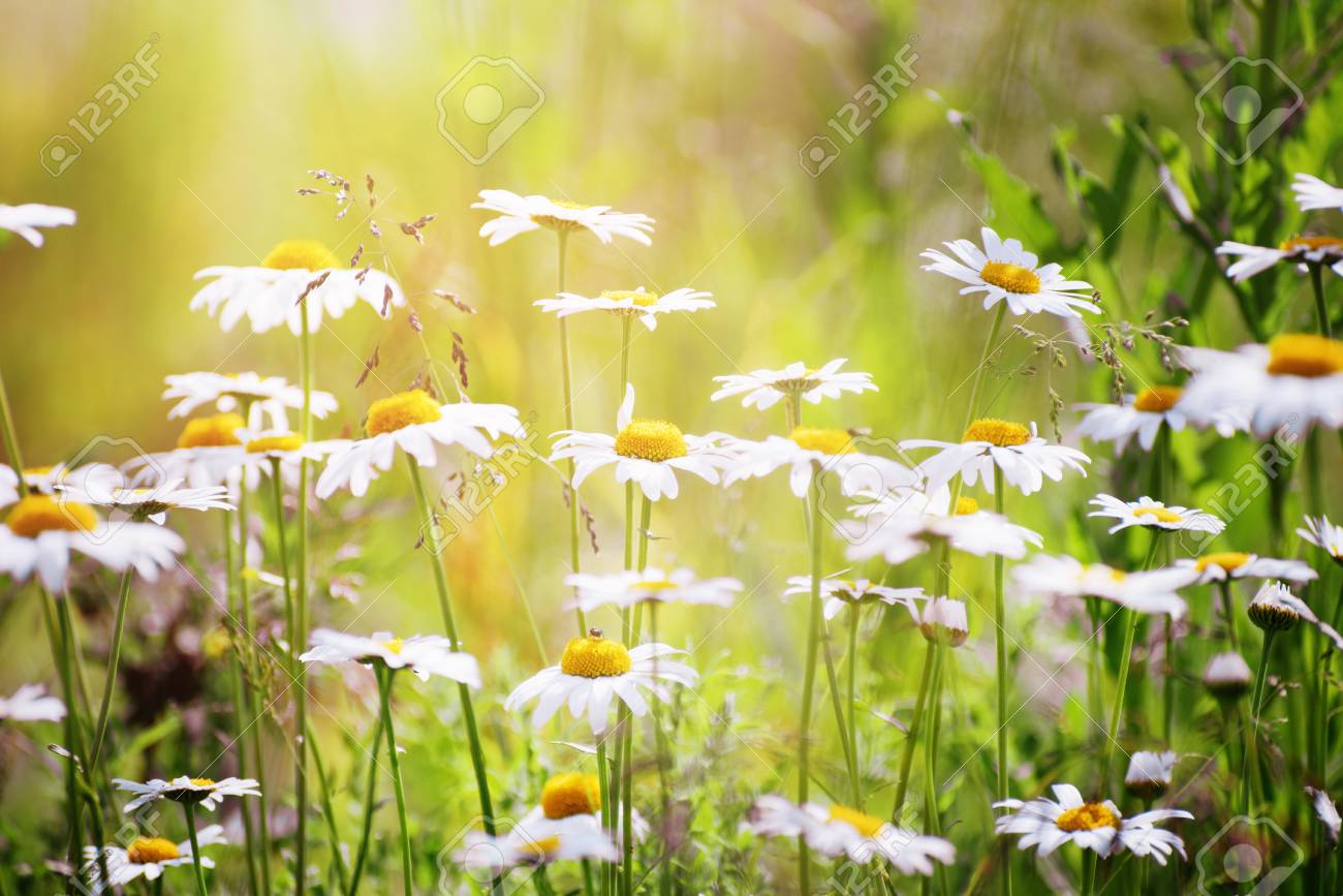 Immagini Stock Fiori Di Camomilla Con Profondita Di Campo Image 82247333