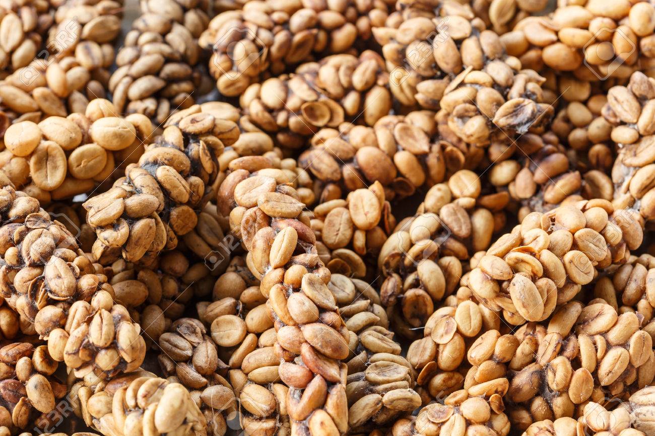 kopi luwak or civet coffee stock photo picture and royalty free