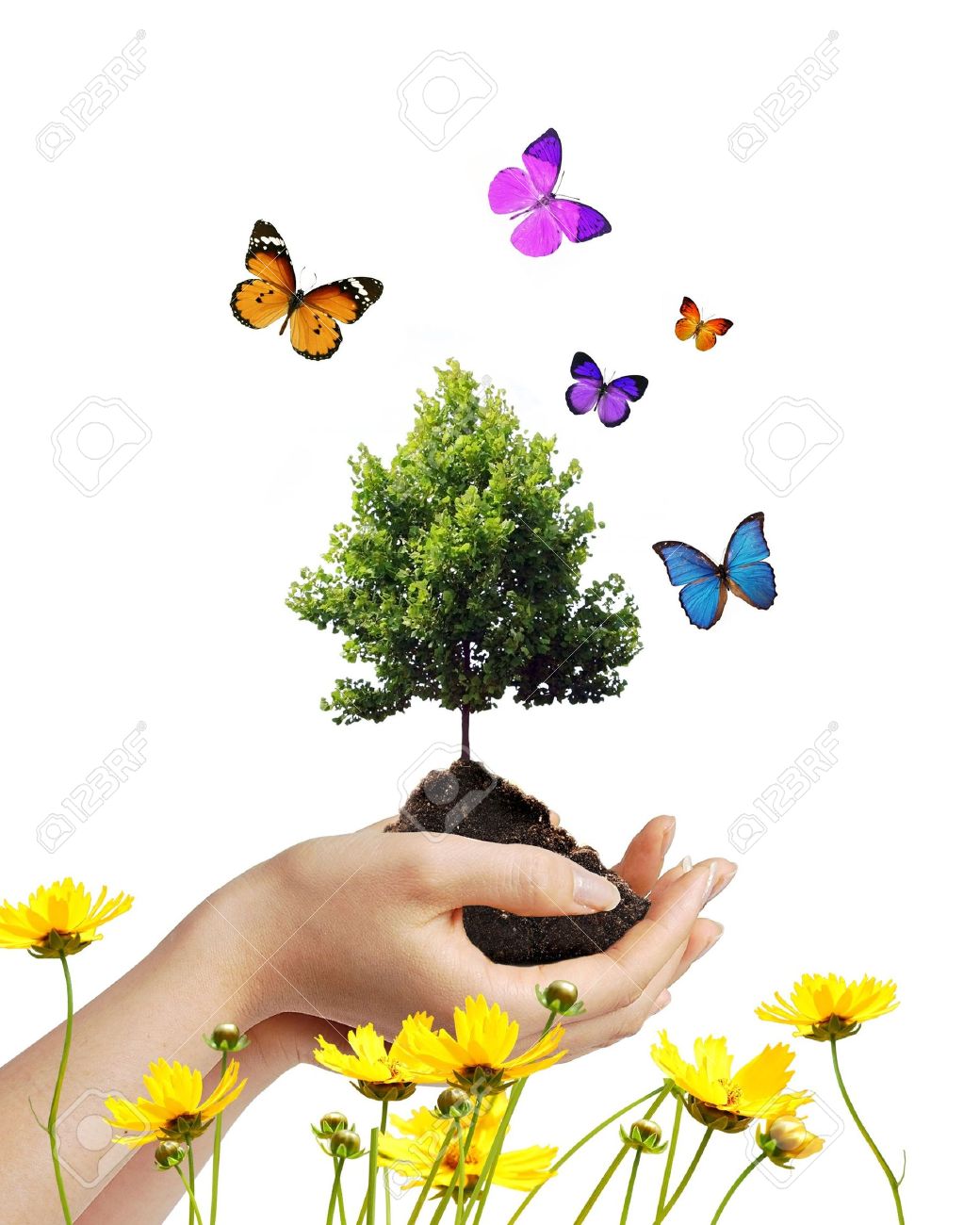 Hands holding dirt and a growing tree with butterflies and flowers - 5201008 Hands holding dirt and a growing tree with butterflies and flowers - 5201008