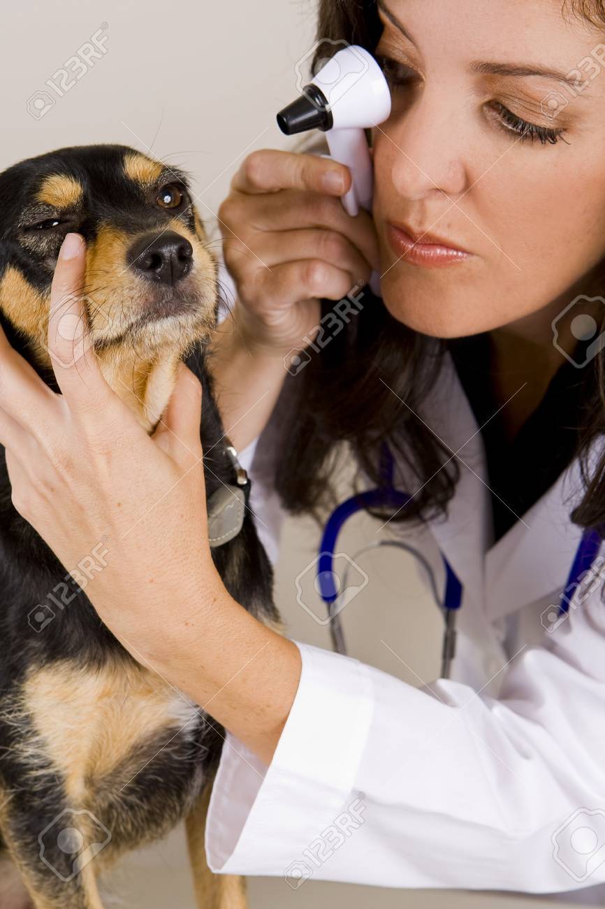 A veterinarian giving a dog an examination - 5305447 A veterinarian giving a dog an examination - 5305447