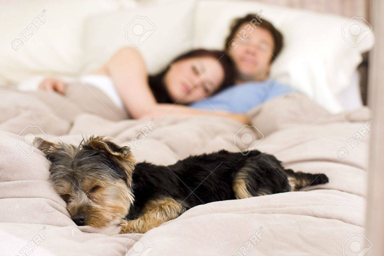 Happy couple laying in bed with their dog - focus on dog - 5447305 Happy couple laying in bed with their dog - focus on dog - 5447305
