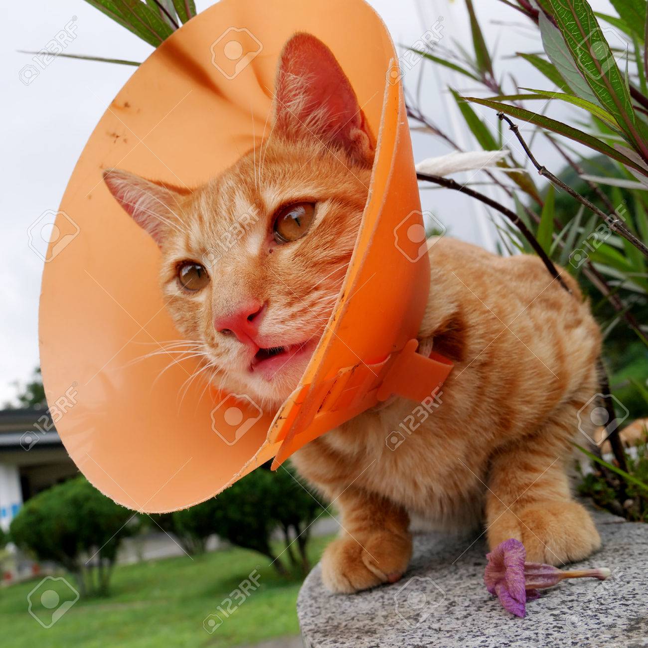 cat plastic cone collar