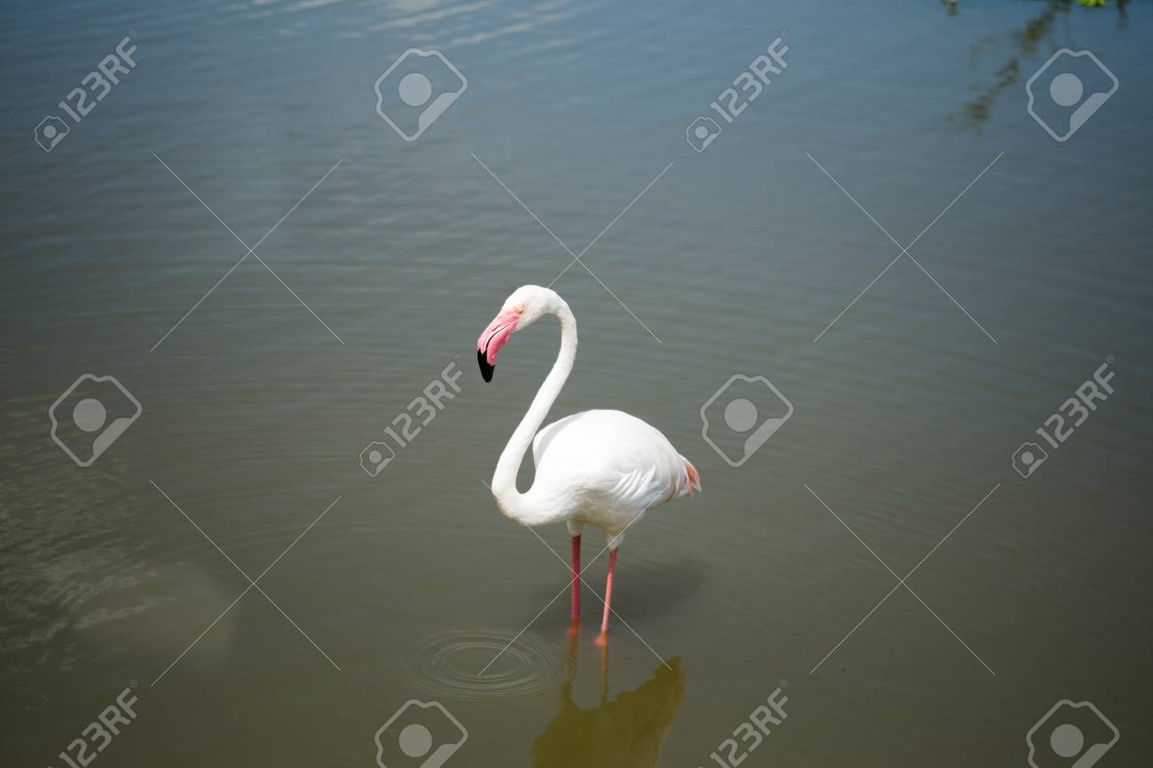 pássaro flamingo fotos retratos imágenes y fotografía de archivo