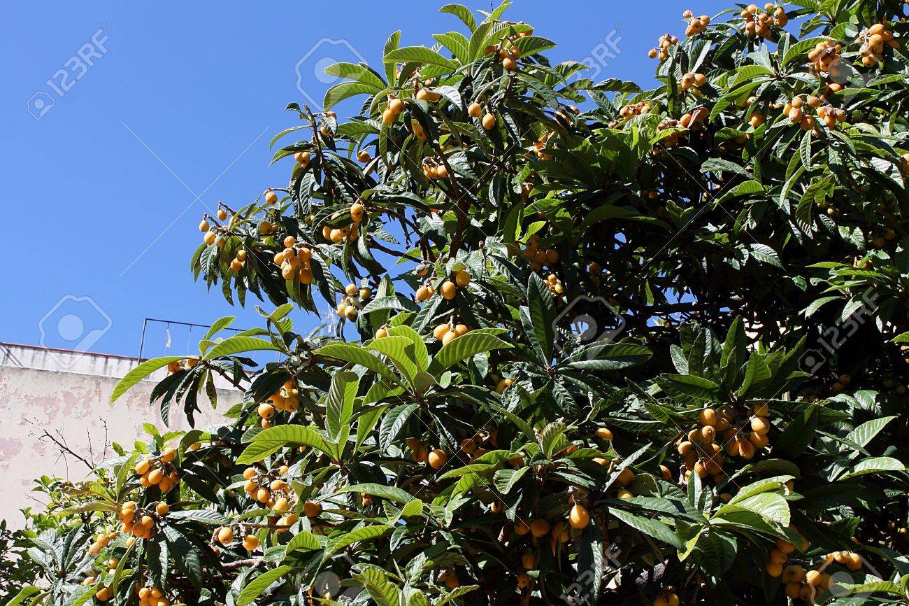 ビワの木 の写真素材 画像素材 Image ビワの木 の写真素材 画像素材 Image