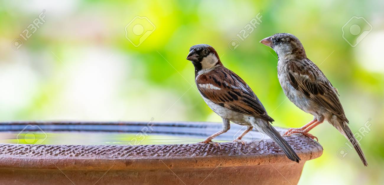 House Sparrow Both Male And Female Perching On Clay Bowl Of Water With Blur Green Bush Background Stock Photo Picture And Royalty Free Image Image