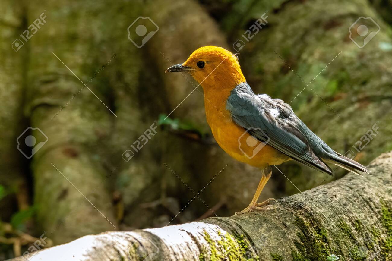 etiam-dictum-ipsum-a-felis