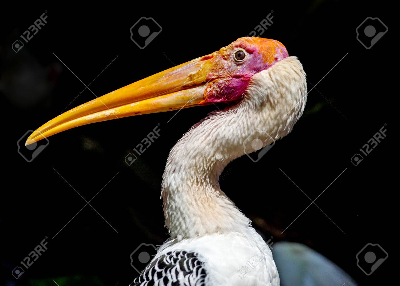 etiam-dictum-ipsum-a-felis