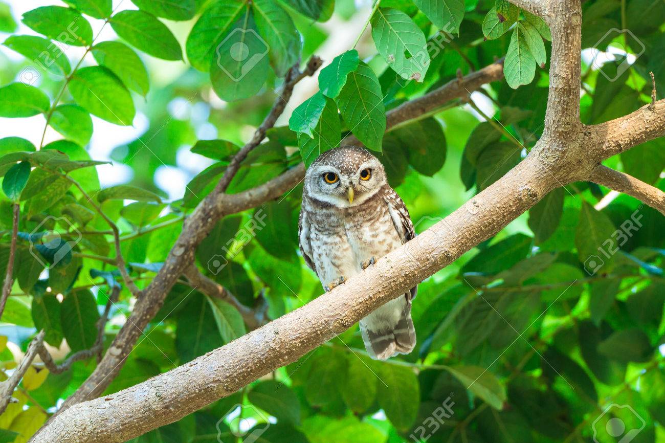 木の小さなフクロウ鳥の写真素材・画像素材 Image 53135798