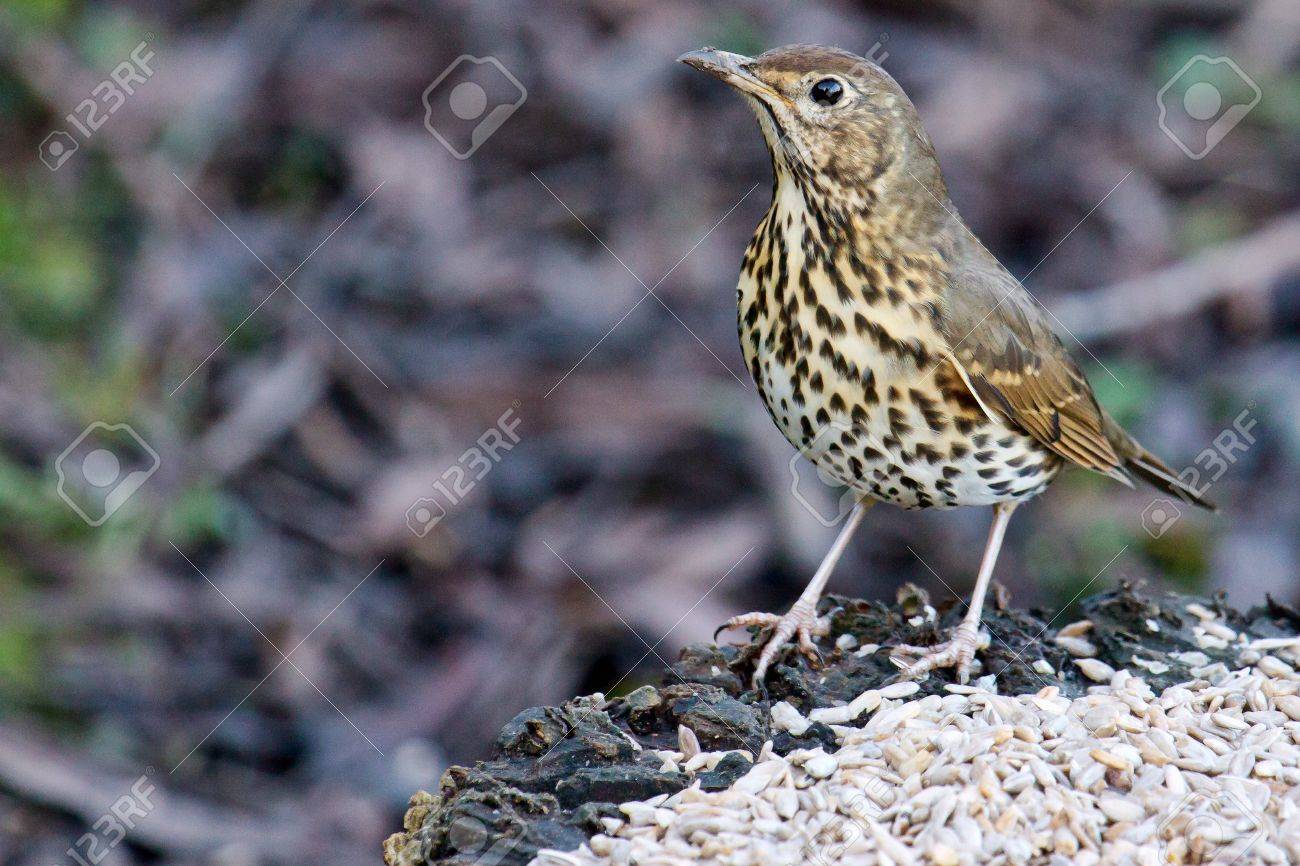 etiam-dictum-ipsum-a-felis