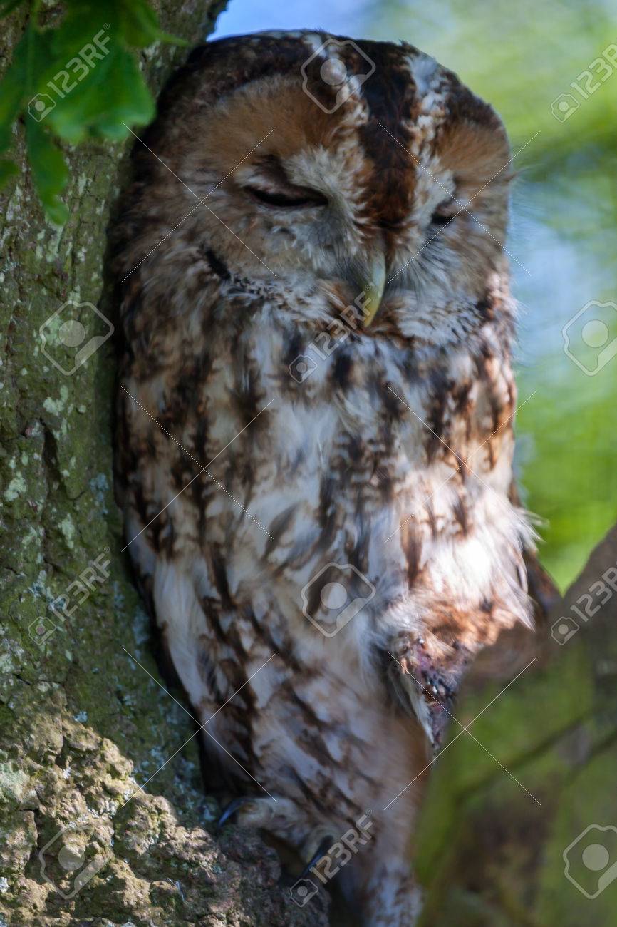 昼間の間に ツリーに対して寝てモリフクロウ Strix Aluco の写真素材 画像素材 Image 昼間の間に ツリーに対して寝てモリフクロウ Strix Aluco の写真素材 画像素材 Image
