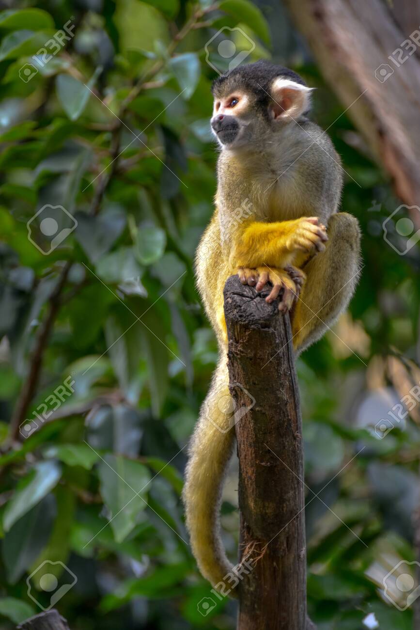 etiam-dictum-ipsum-a-felis