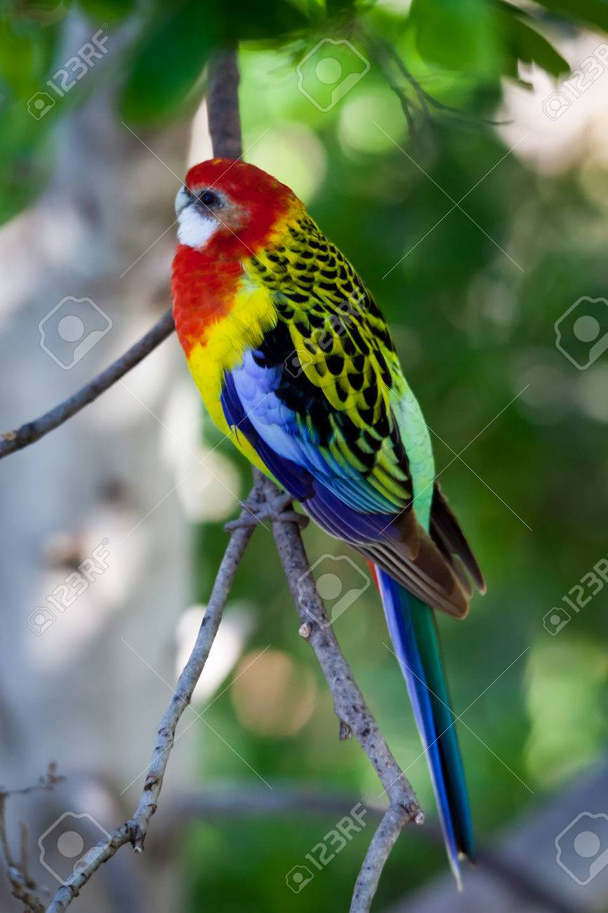 rosella parakeet