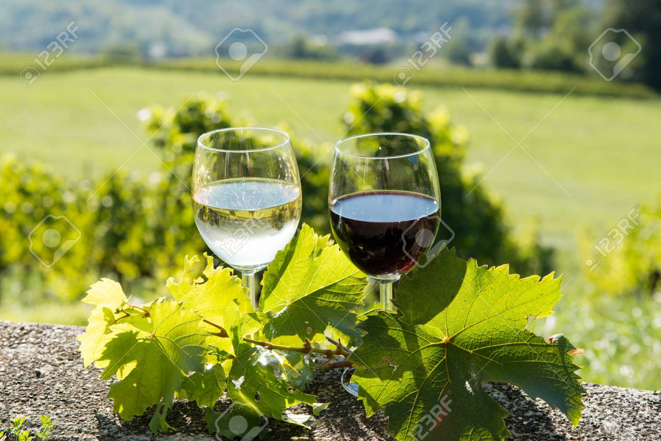 Vasos De Vino Tinto Y Con Un Viñedo En El Fondo Fotos, Retratos, Imágenes Y Fotografía De Archivo Libres De Derecho. Image 45613265.