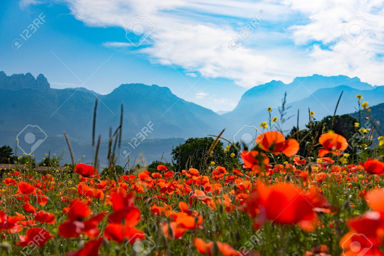 Field Of Poppies With The Mountain In The Background Stock Photo Picture And Royalty Free Image Image 84937574