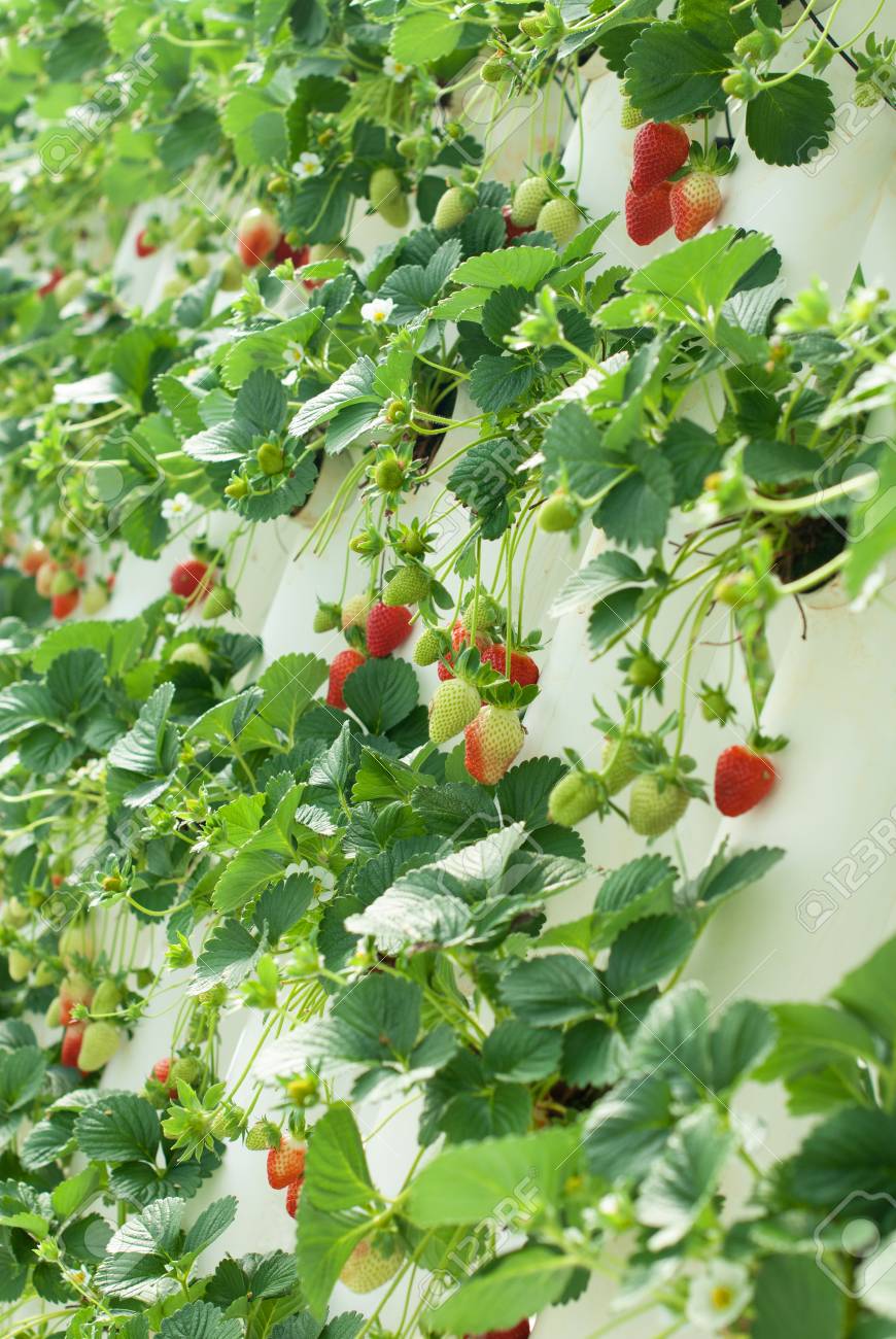 Strawberry Vines