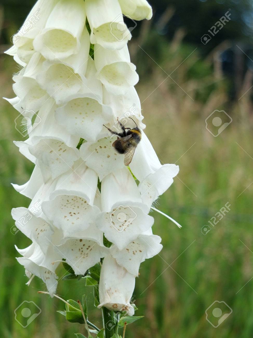 蜂と英語の草原で白い紫ジギタリス の写真素材 画像素材 Image