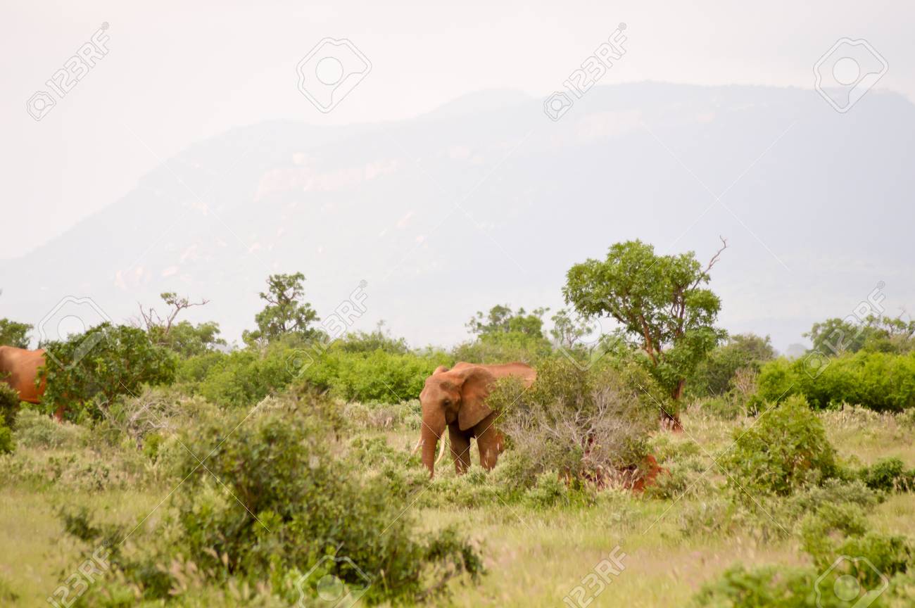 ケニアのツァボ公園のサバンナの赤い象 の写真素材 画像素材 Image