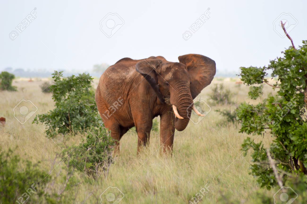 サバンナで赤い象 の写真素材 画像素材 Image