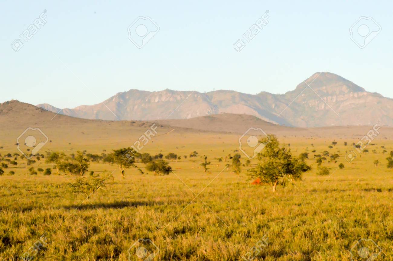 Photo tour of the savannas and mountains of South Africa 21 Photo tour of the savannas and mountains of South Africa 41