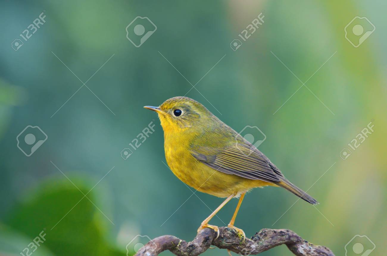 鳥黄金ブッシュ ロビン 美しい止まり木に鳥 の写真素材 画像素材 Image