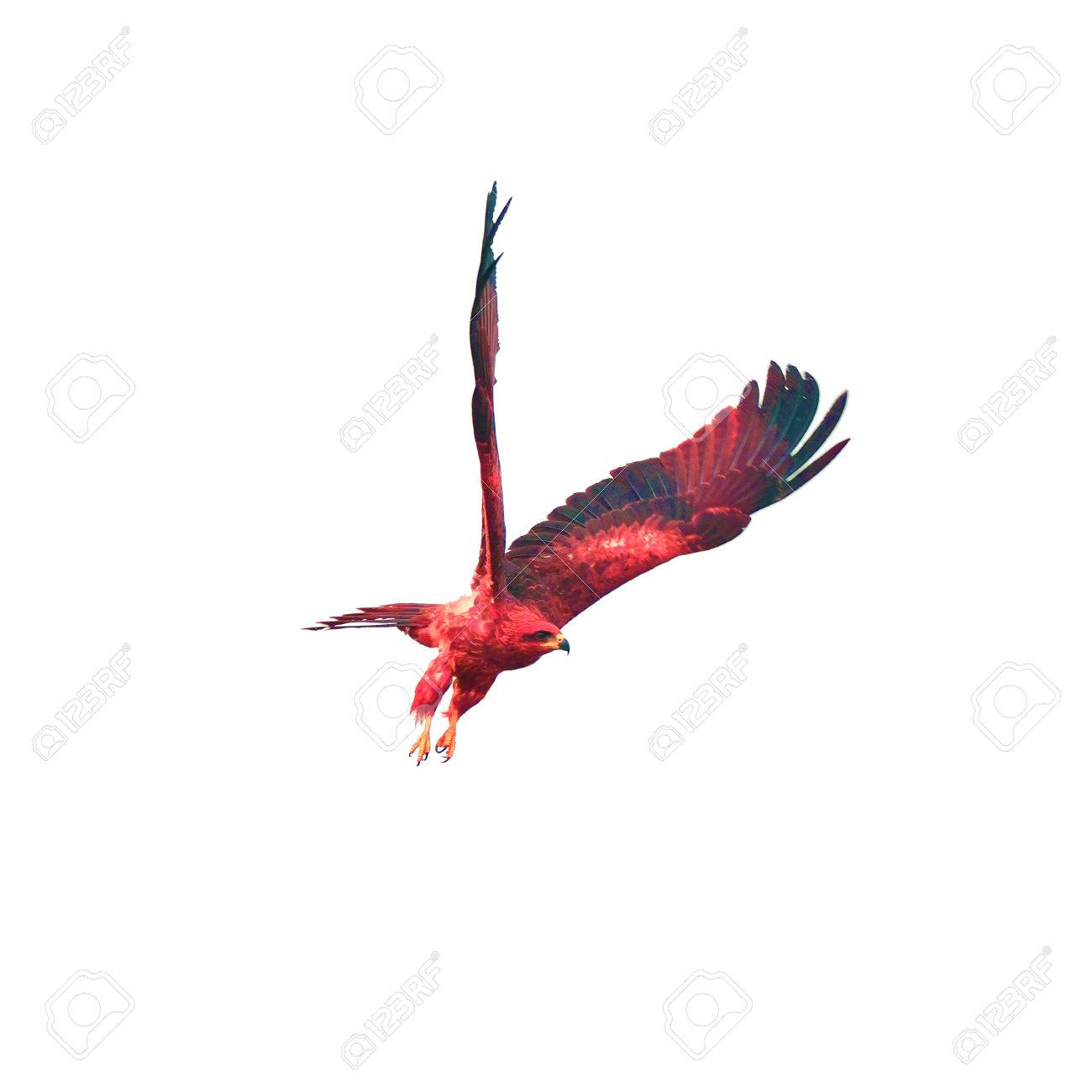 Beautiful Falcon Black Kite Bird Flying In The Sky Isolate On