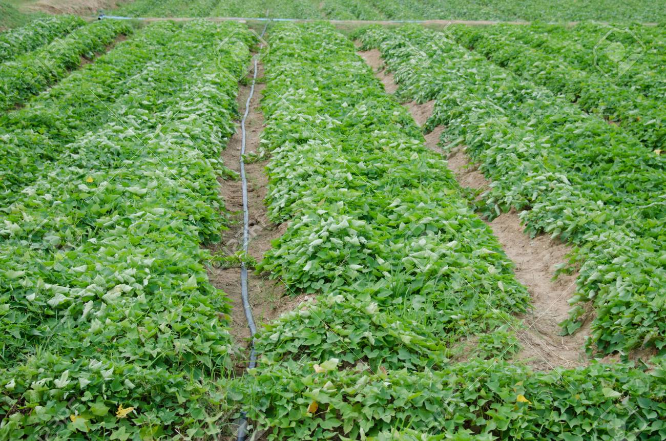 家庭菜園とフード ガーデン デザイン の写真素材 画像素材 Image