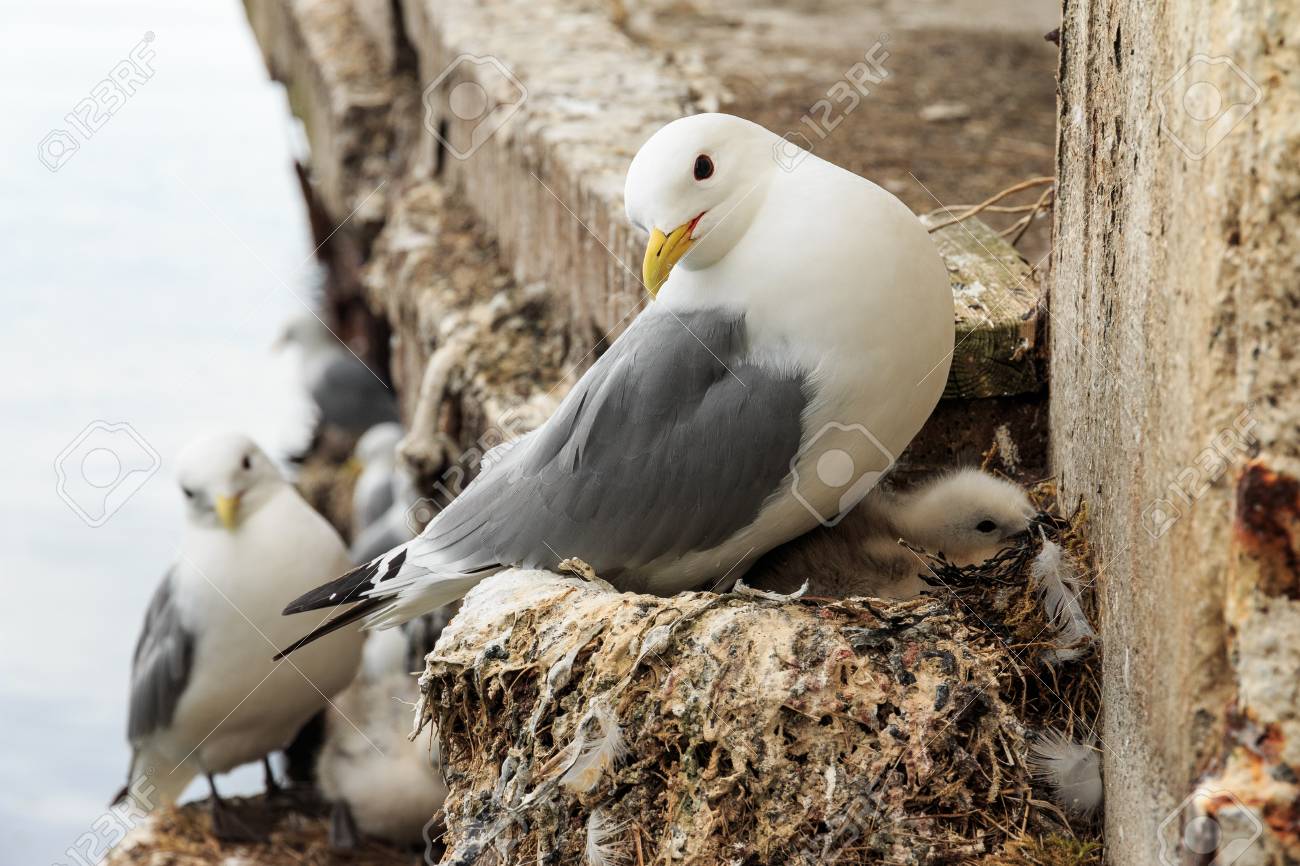 Belle Mouette Avec Bebe Sur Un Nid Dans Le Port Norvege Banque D Images Et Photos Libres De Droits Image