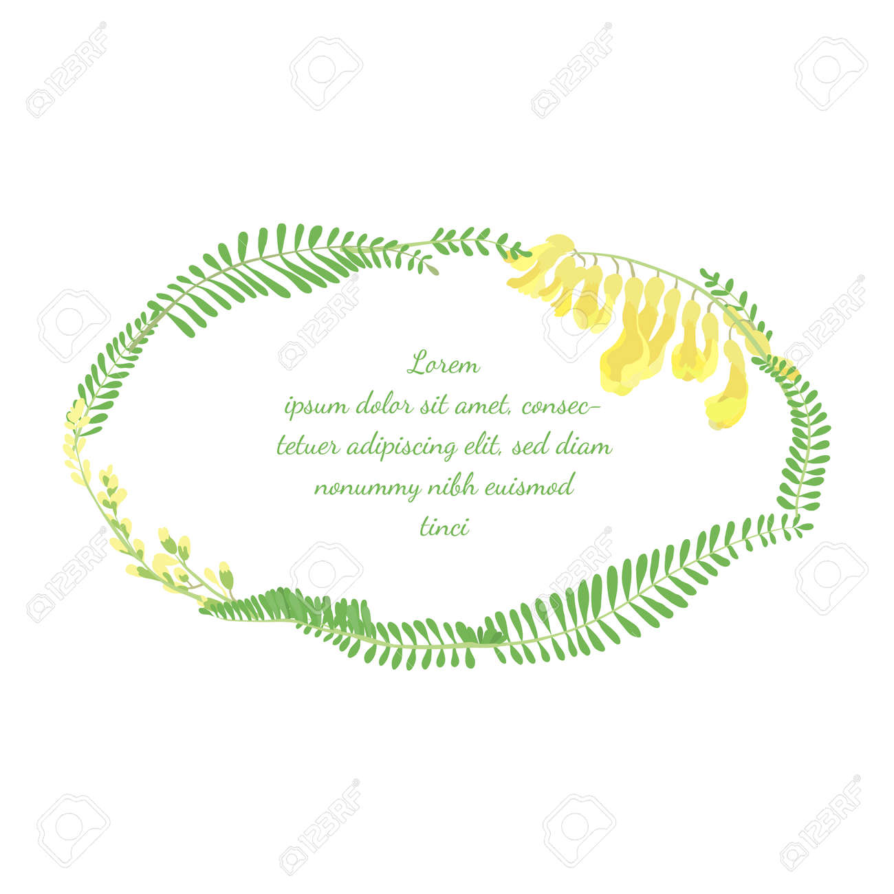 Frame with Elliptical Shape made with Hand Drawn Colorful Leaves and Flowers of a Astragalus Propinquus. Vector Illustration for Traditional Medicine Products, Posters, Designs. - 166149136 Frame with Elliptical Shape made with Hand Drawn Colorful Leaves and Flowers of a Astragalus Propinquus. Vector Illustration for Traditional Medicine Products, Posters, Designs. - 166149136