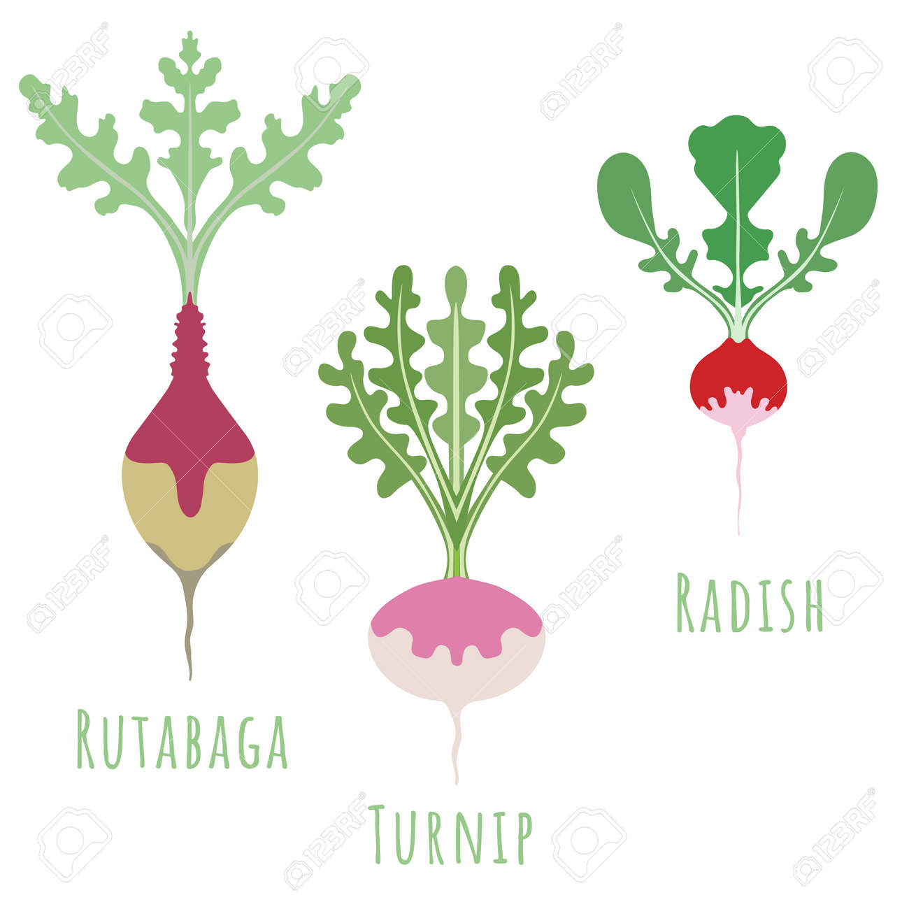 Rutabaga, turnip and radish isolated on white and made in flat style. No outlined Symmetrical shapes filled with color only. Colorful vector illustration for product design, web and print usage. - 167239398 Rutabaga, turnip and radish isolated on white and made in flat style. No outlined Symmetrical shapes filled with color only. Colorful vector illustration for product design, web and print usage. - 167239398