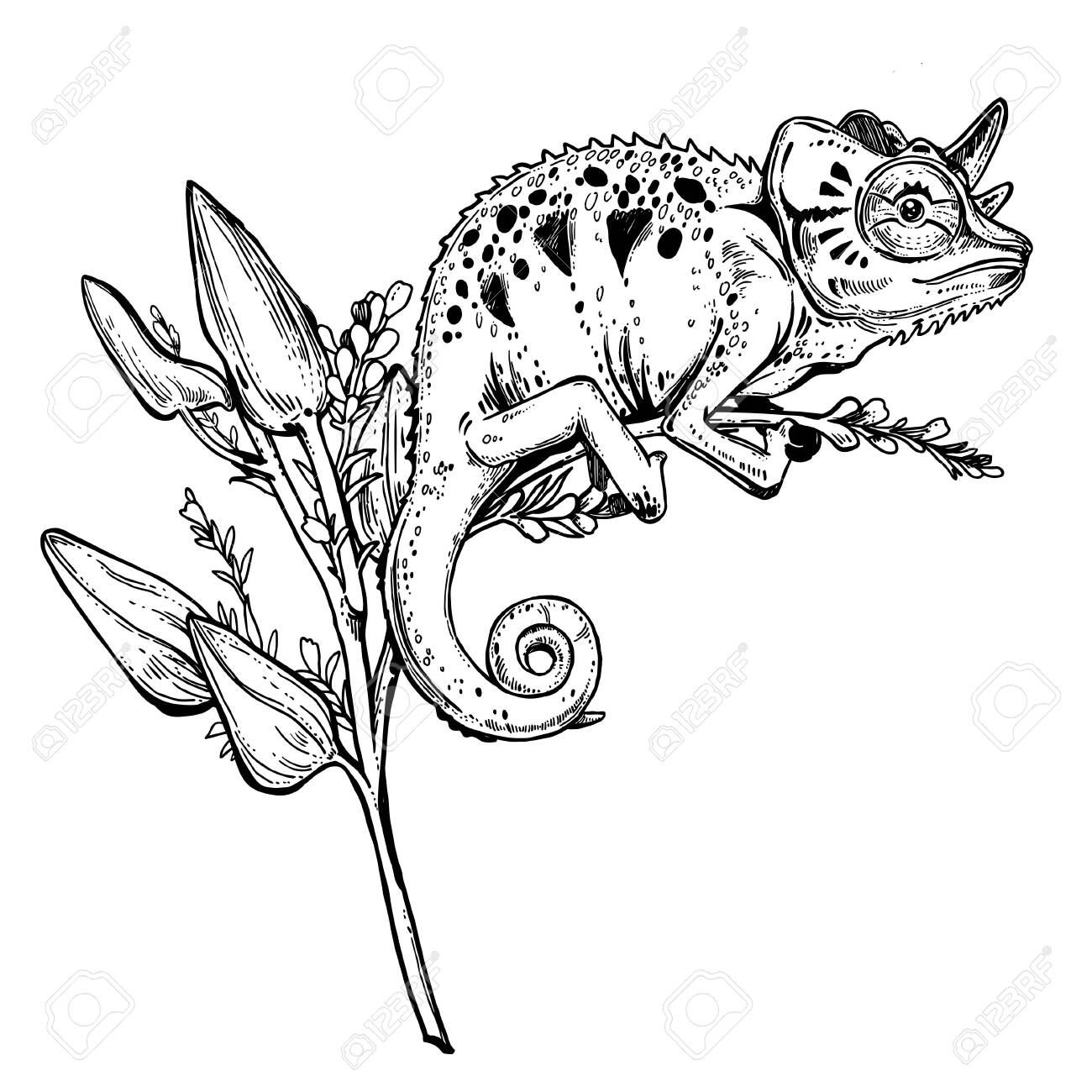 Chameleon Lizard On Orchid Branch Sketch Of A Tropical Reptile