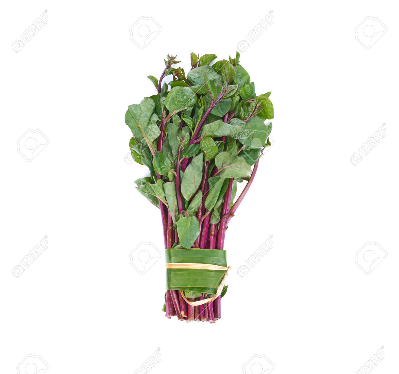 Ceylon spinach or Malabar spinach isolated on white background - 169847862 Ceylon spinach or Malabar spinach isolated on white background - 169847862