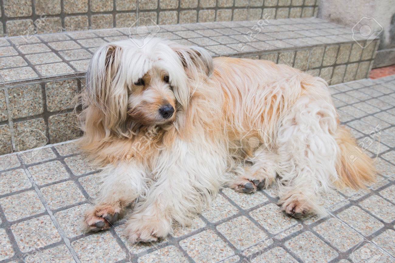 横になっている毛の毛むくじゃらの犬 の写真素材 画像素材 Image