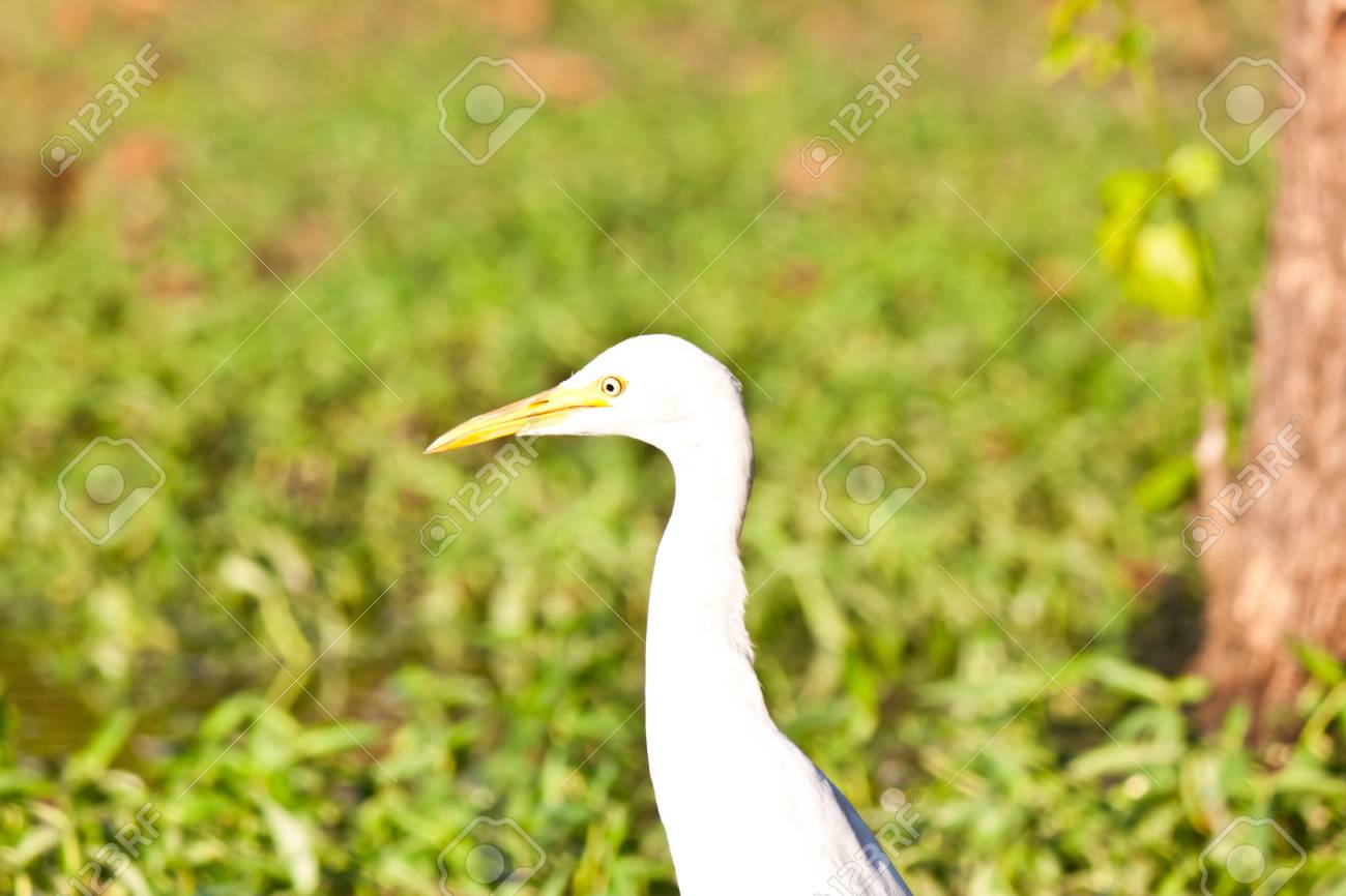 白い鳥の写真素材・画像素材 Image 17391695