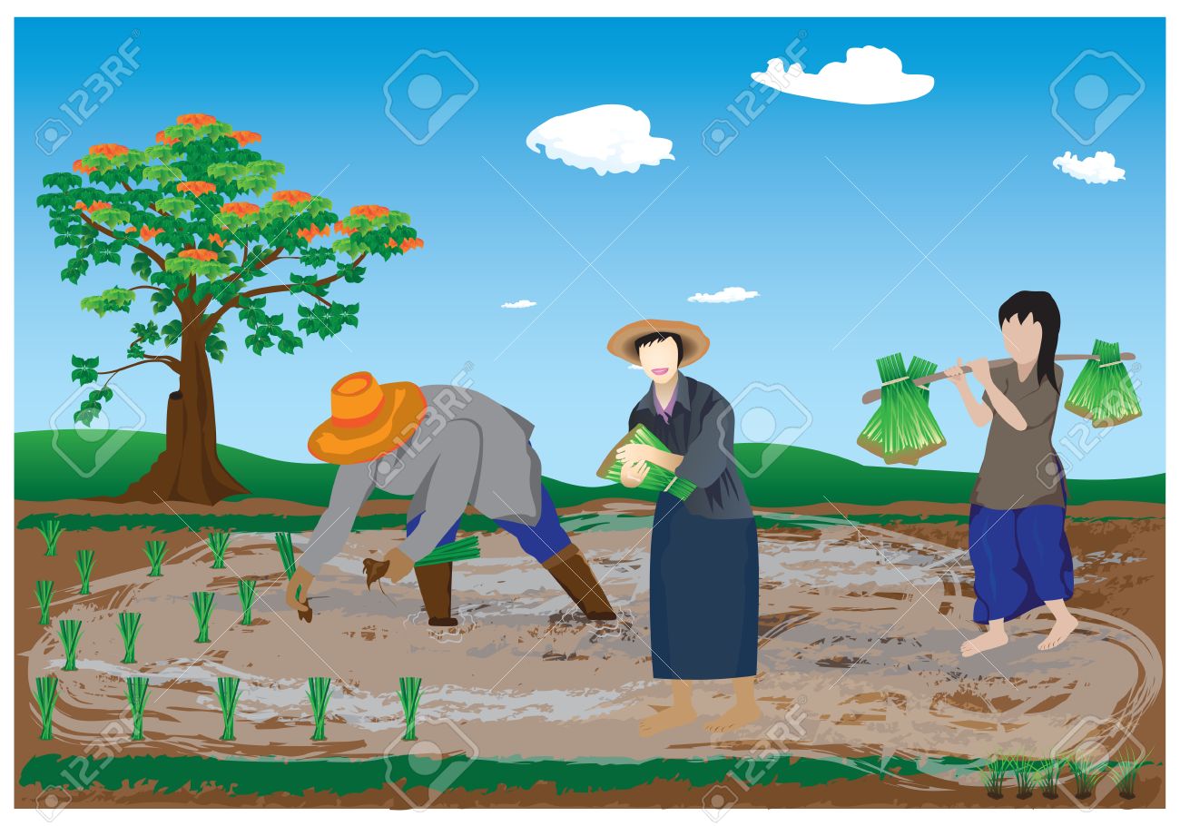 agriculturist transplant rice seedlings - 41194256 agriculturist transplant rice seedlings - 41194256