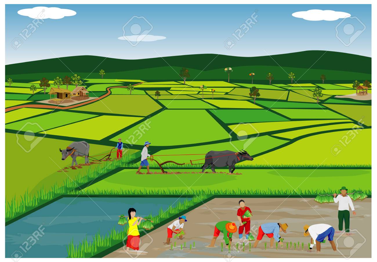 イラストみんなの農業教室 4 水稲の増収技術 送料無料 金彩色木版画 十